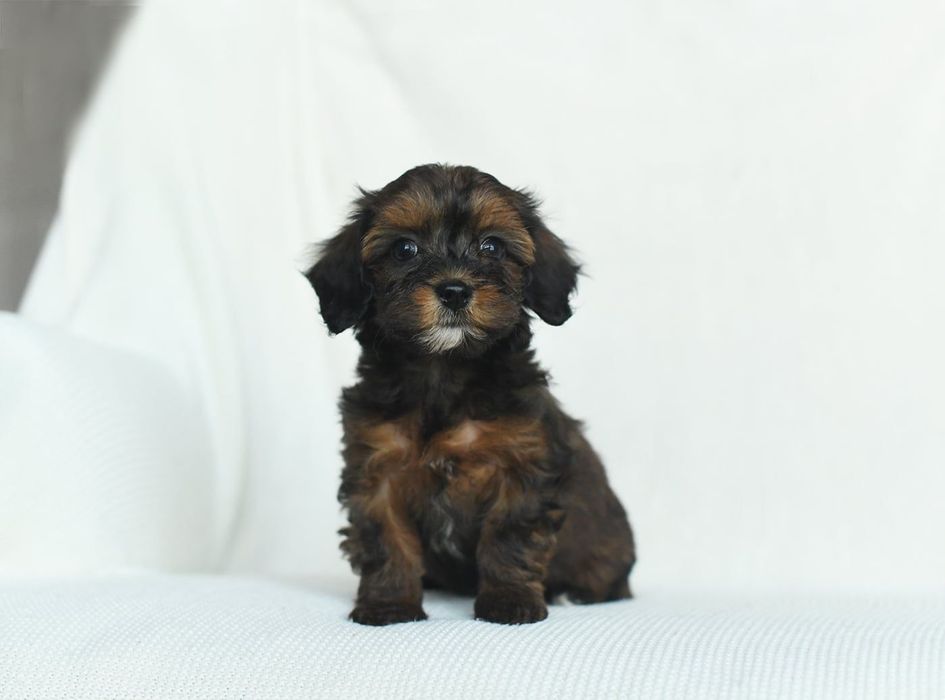 yorkshire terrier/pudel toy