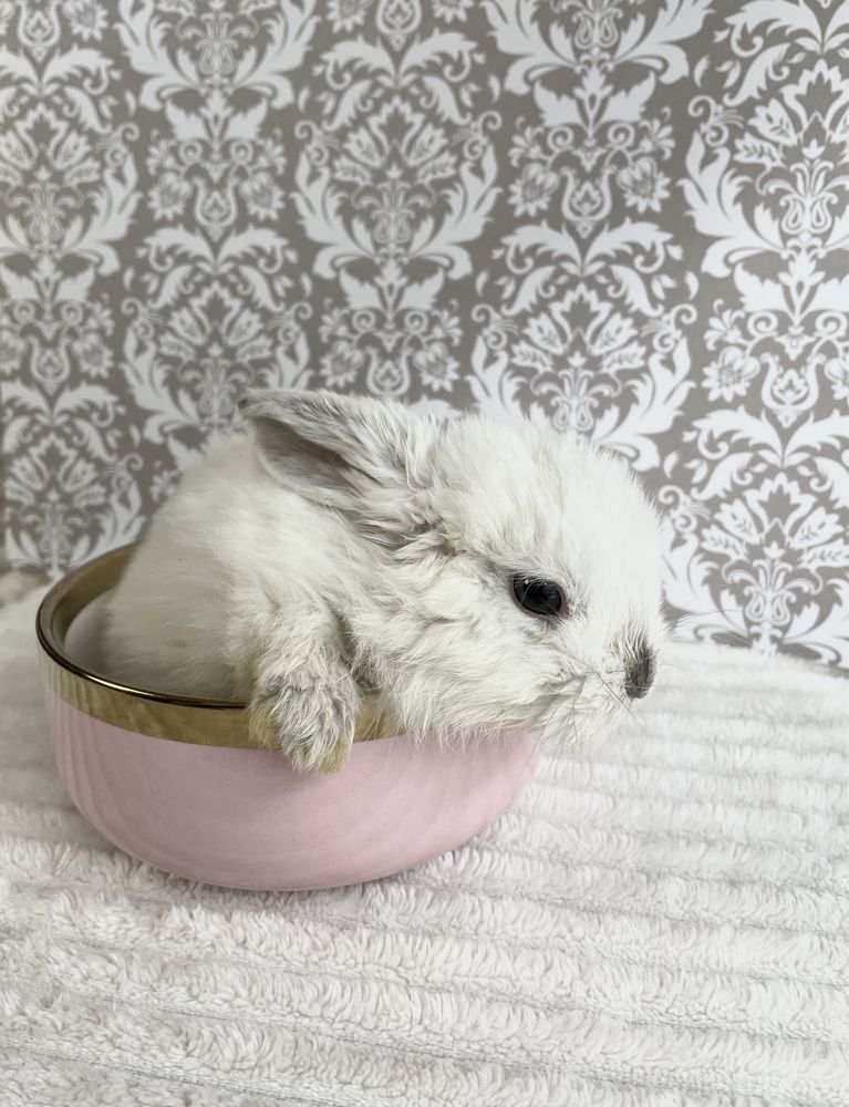 Królik mini lop baranek miniaturka