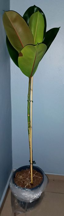 Juka Palma 2 w cenie 1 + 3 kwiatek gratis