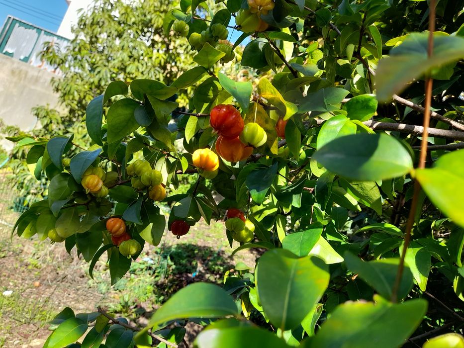 Arbusto de fruta pitanga