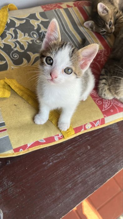 Koty do wydania za darmo