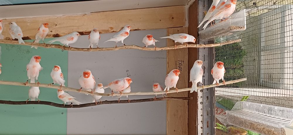 Canario vermelho mosaico