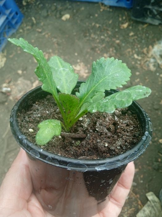 Ромашка Аляска 25 грн