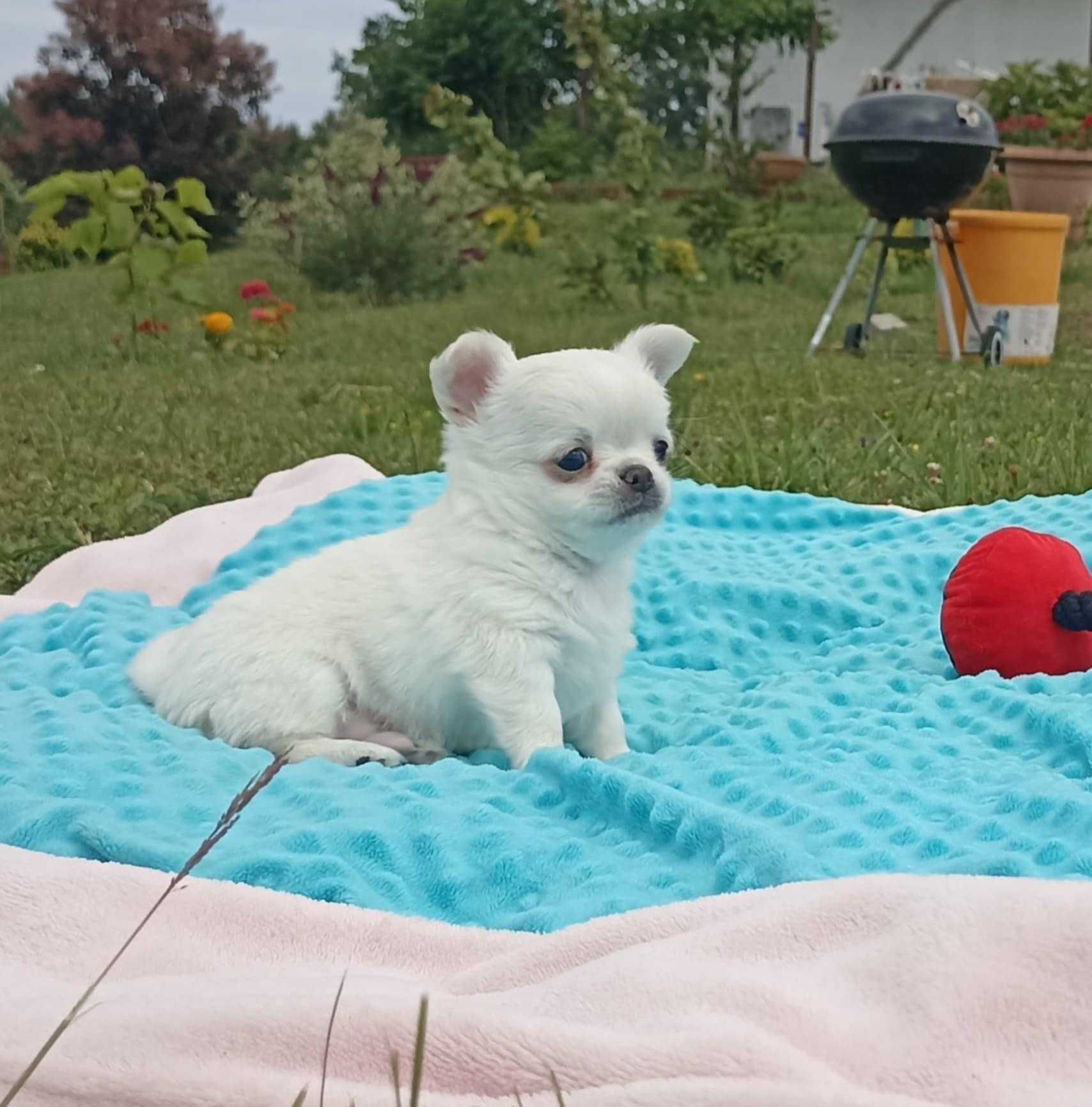 Piesek Chihuahua Długowłosy ZKwP / FCI gotowy do odbioru