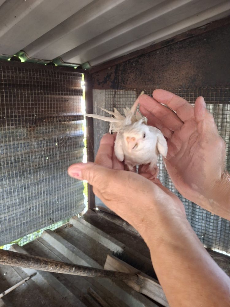 caturras criadas a mão e pyrrura pieneple macho