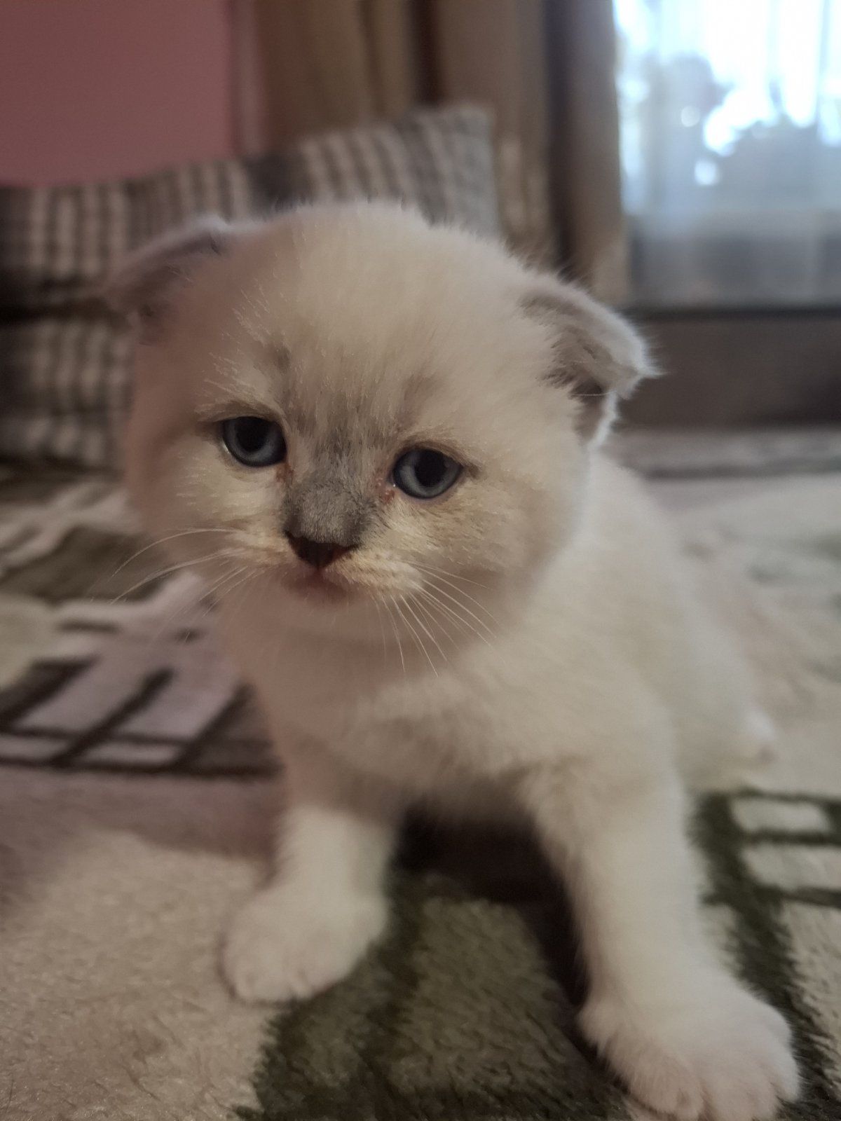 Шотландські кошенята