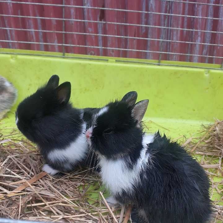 Króliczki miniaturki młode
