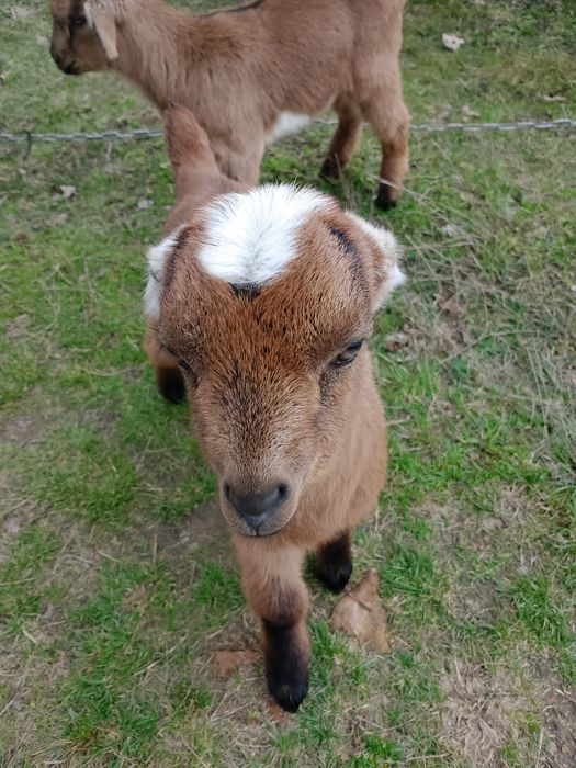 Козенята  клаповухі