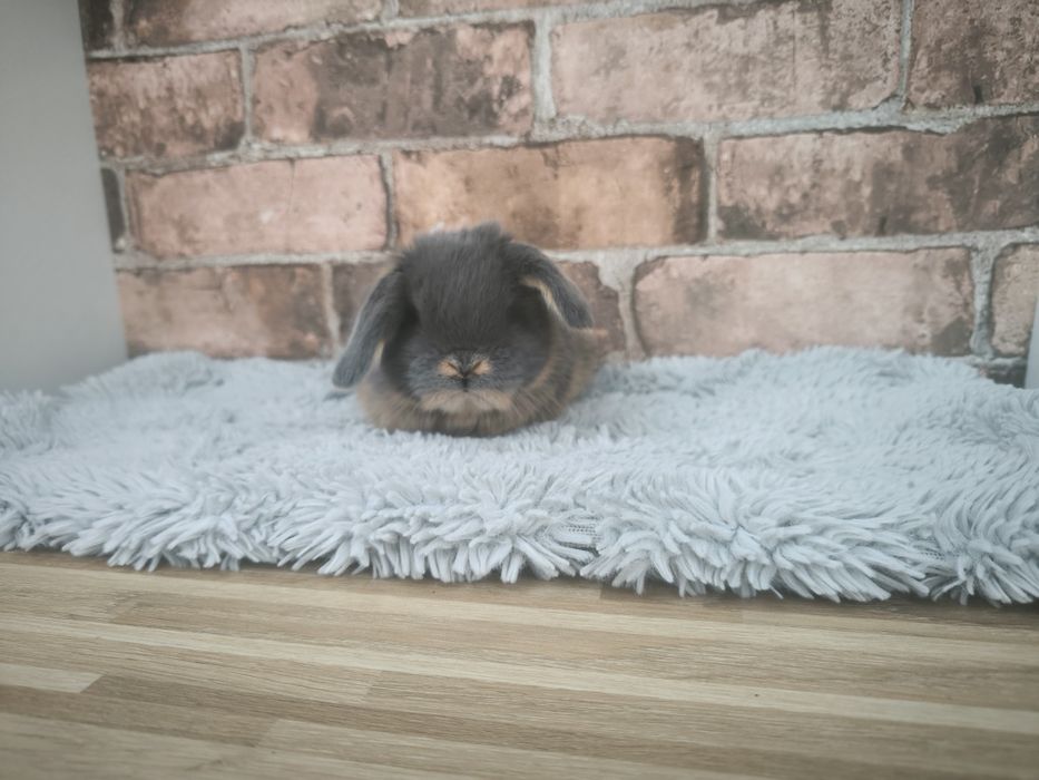 Króliczki rasy Karzełek Baran Niebieski Podpalany feh mini