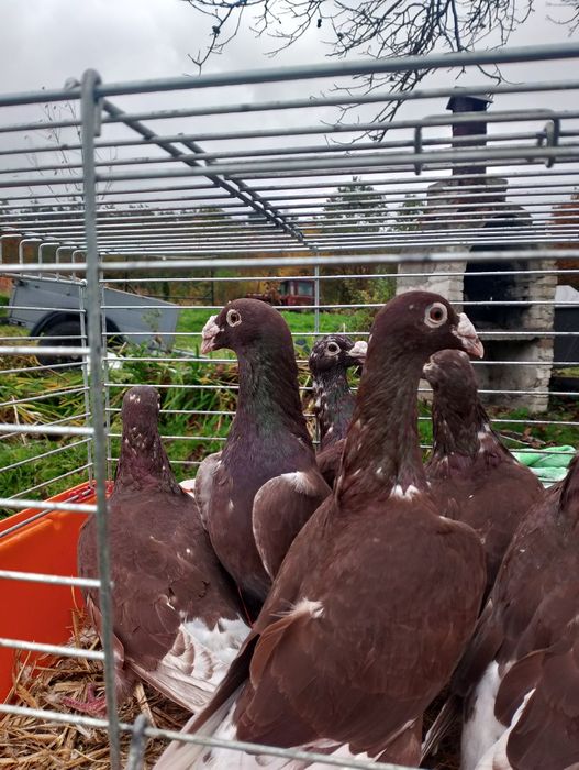 Sprzedam gołębie staropolskie