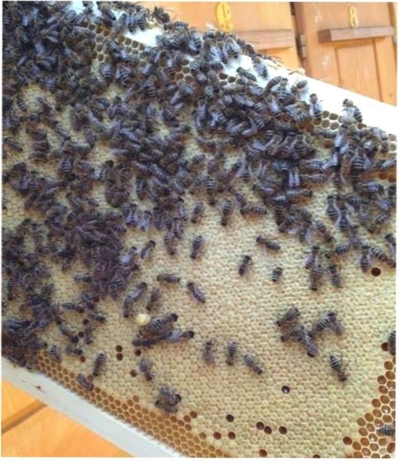 Бджоломатки Карніка Кірххайн, Німеччина, матки