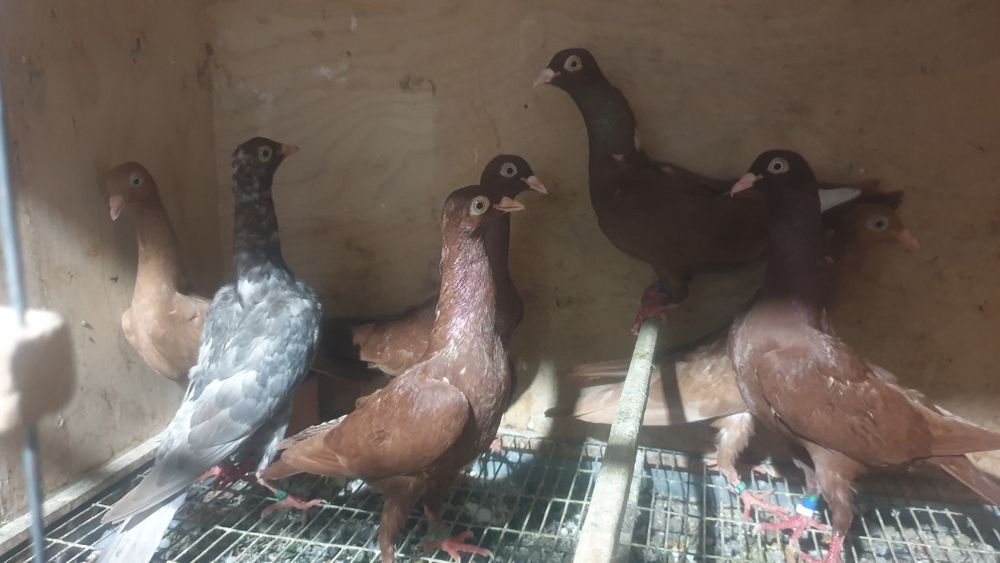 Disponíveis Tremedor de Stargard e outras ráças