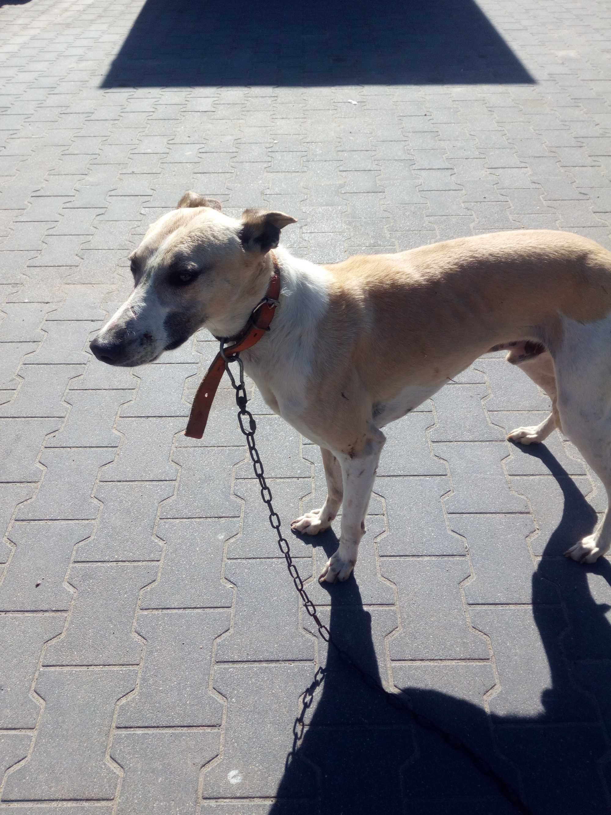 Chart Angielsk Whippet  piesek