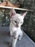 Da se gatinha 3 meses