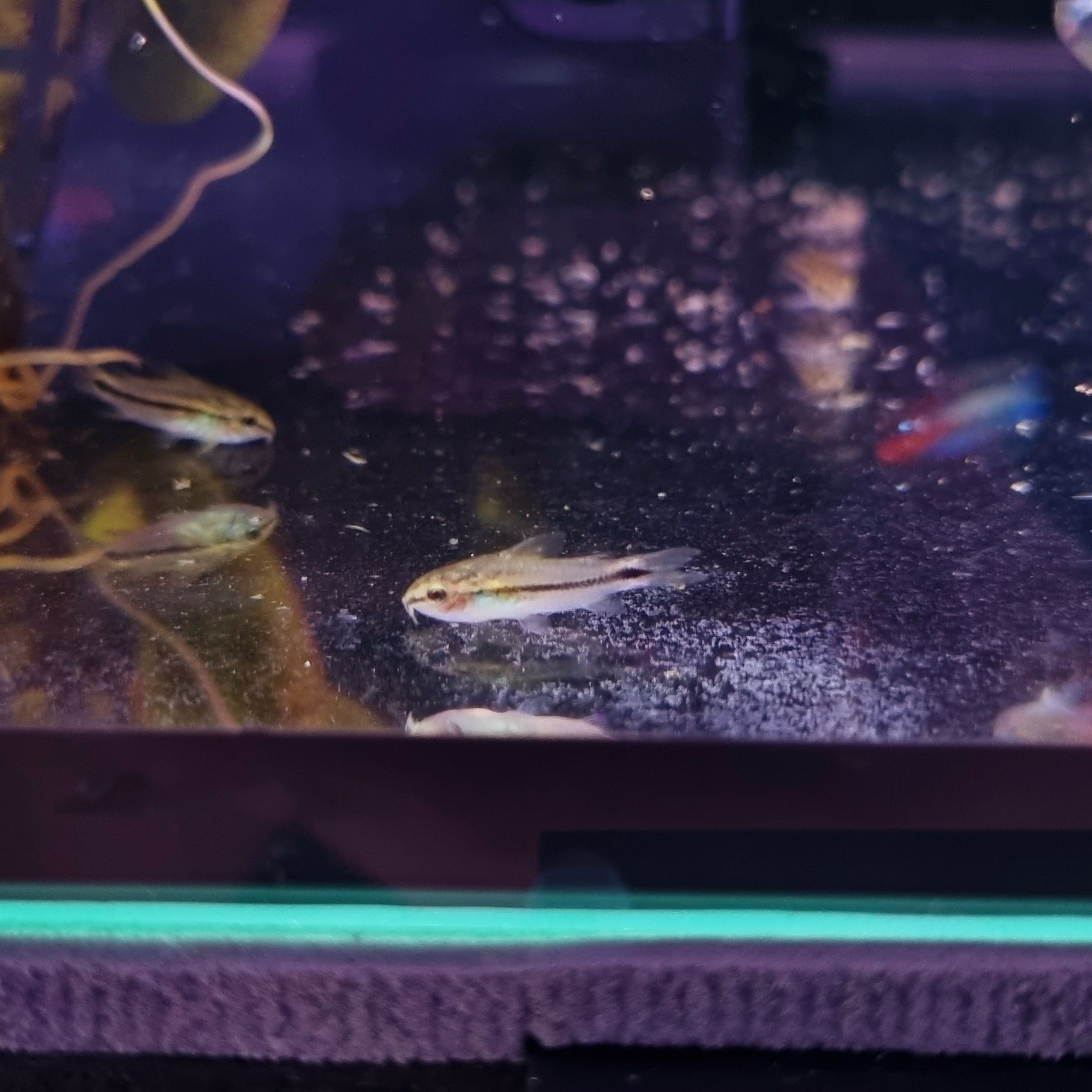 Kirysek pigmej (Corydoras pygmaeus)