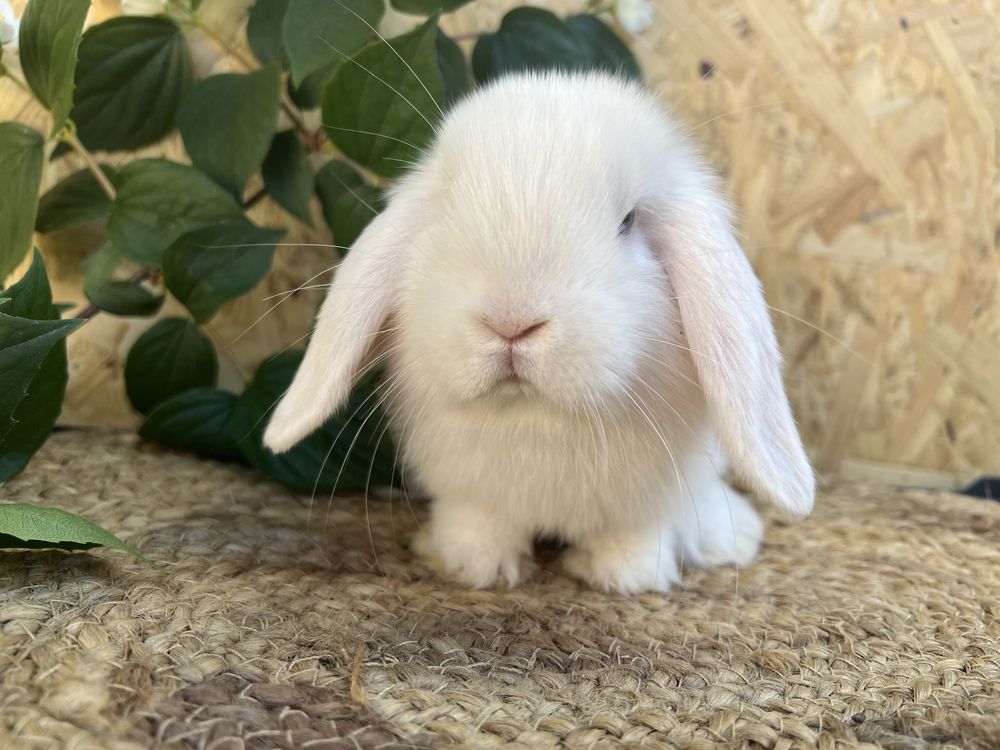 króliki baranki mini lop króliki miniaturowe króliczki