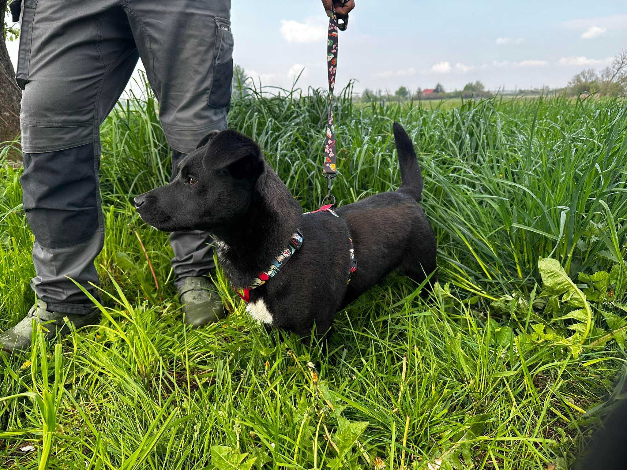 Nic tylko kochać, kochać i kochać - do adopcji uroczy maluszek :)