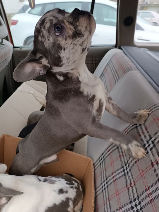 Чудові,красиві, розумні, різного забарвлення француз,з доставкою довас