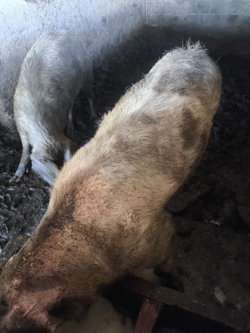 Barrasco bízaro cruzado