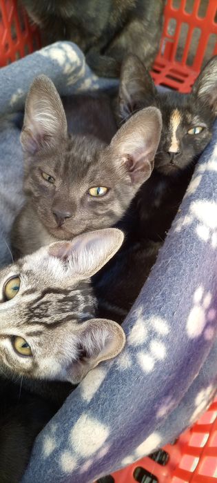 Gatinhos para adoção
