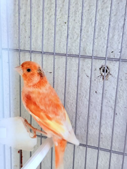 Vendo casal de canarios 2025