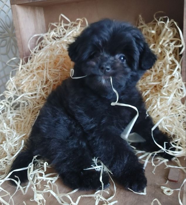 Чрезвычайно симпатичная плюшечка азиатского микса Той и Шпиц