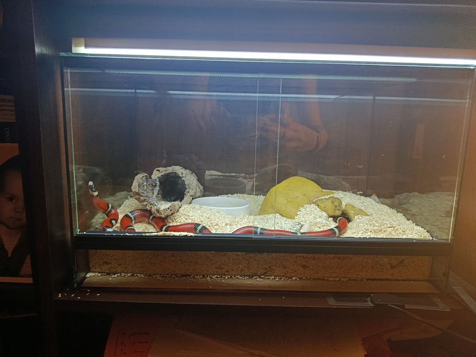 Lampropeltis triangulum sinaloae