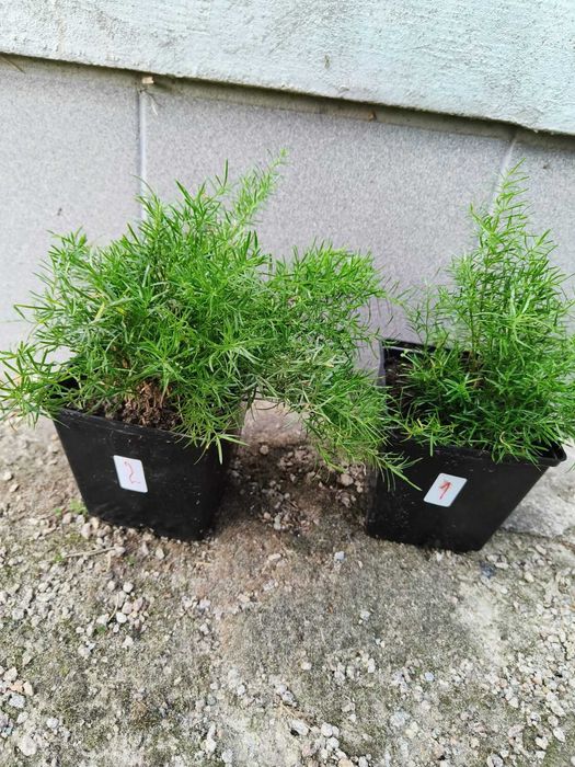 Аспарагус Шпренгера або ефіопський