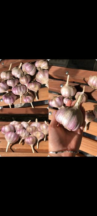 Озимий часник на посадку