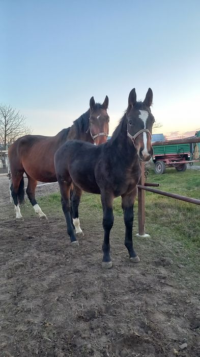 Sprzedam ogierka slas, 6mies-wysoki