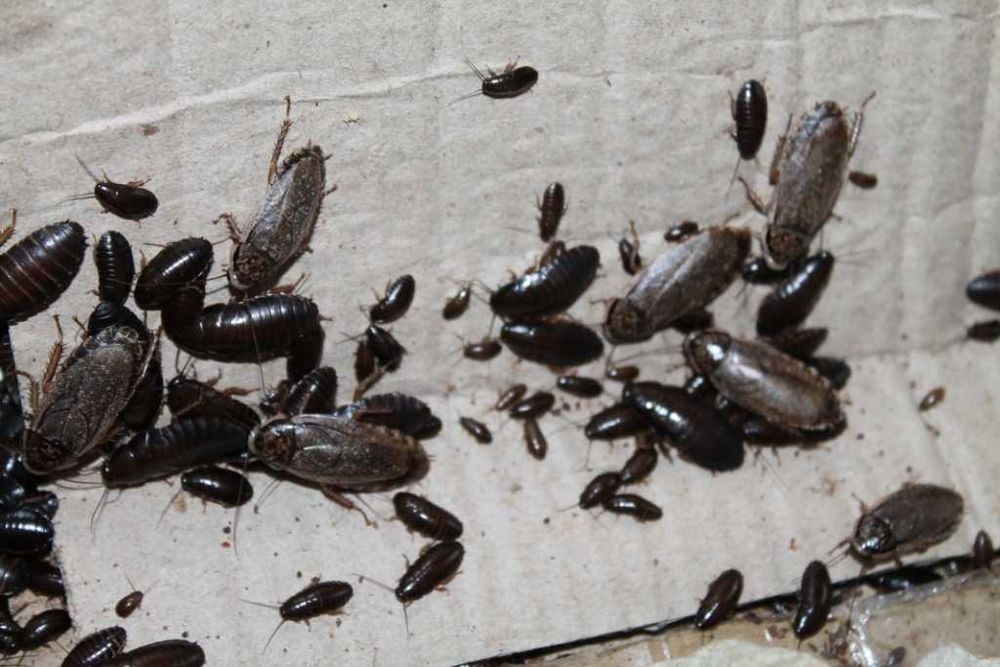 Мармуровий тарган, сірий, земляний.