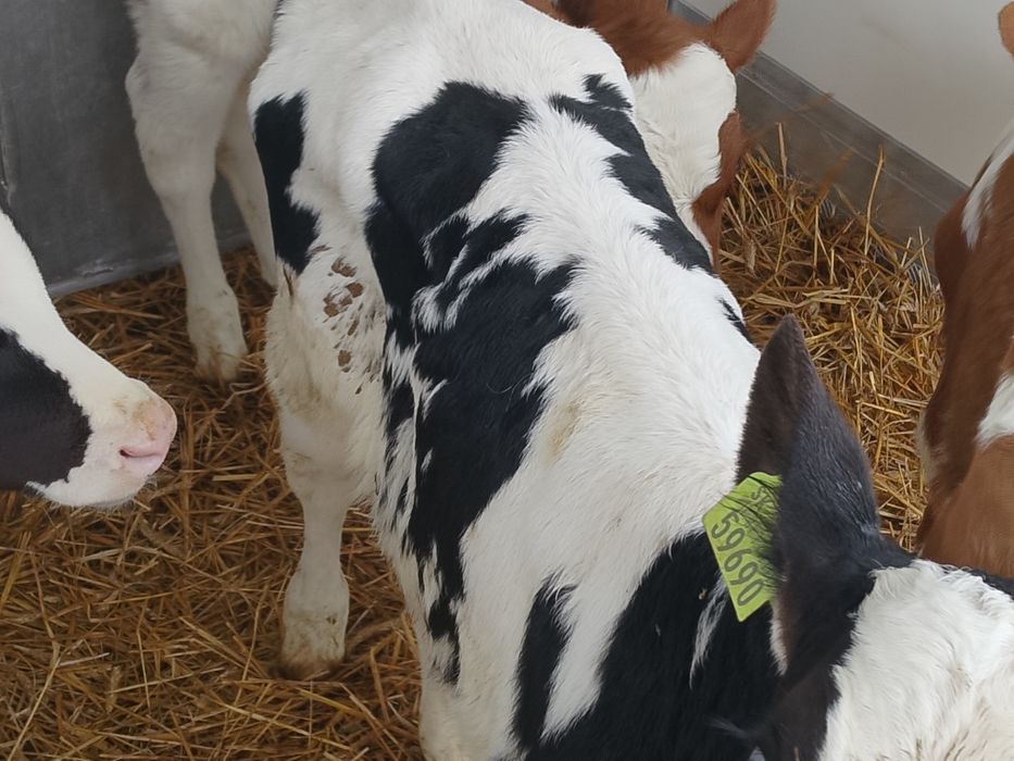 Sprzedam byczki z zdjęcia