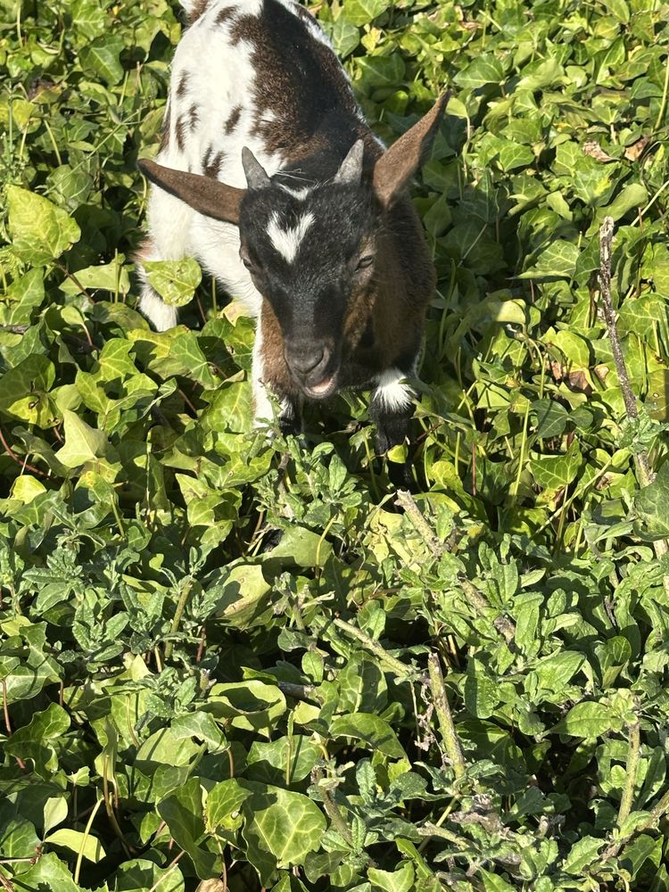 Cabrito Anão Tricolor com 2 meses