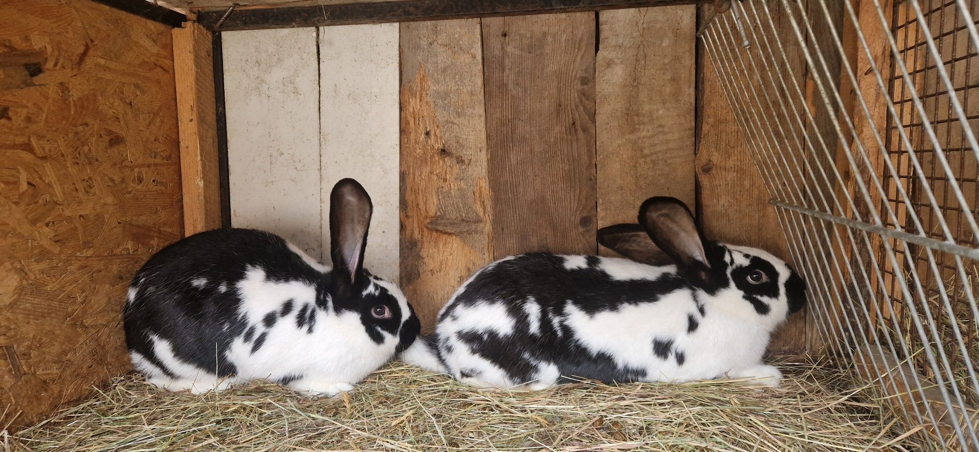 В продажі покриті самки, сім'ї кроликів.