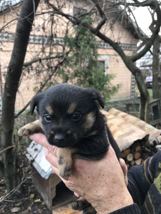 Цуценя віддам в добрі руки