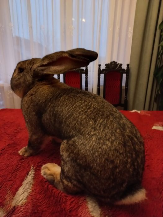 Olbrzym Belgijski samce i samice