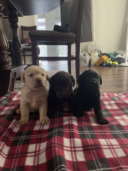 Чистокровні лабрадори ТОРГ