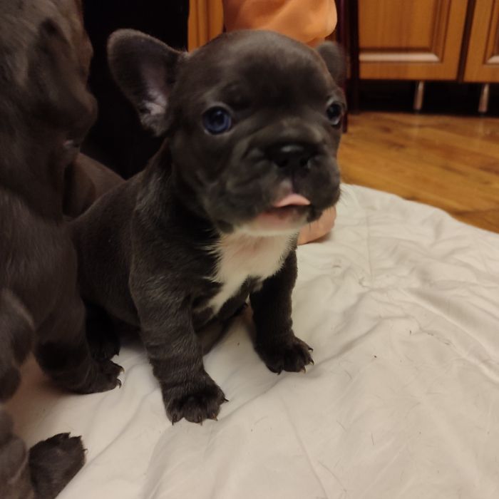 Французский Бульдог