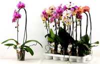 Орхидеи фаленопсис - Растения и Цветы из Голландии, Германии, Азии, EС