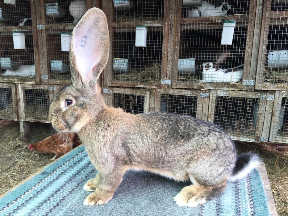 Бельгійський велетень  ( сірий )