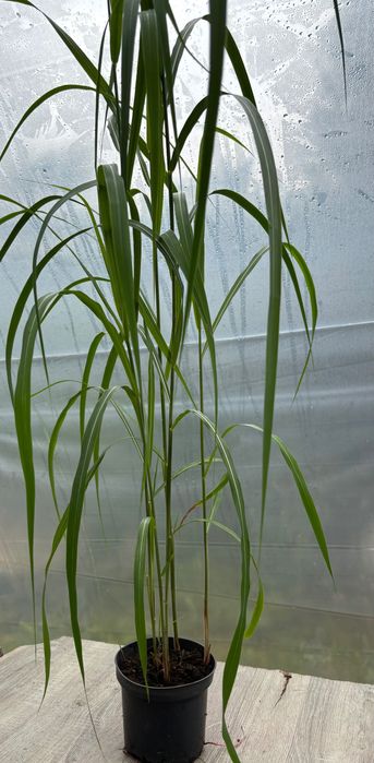 Miskant Memory , Morning Light , Krater , Red Chief