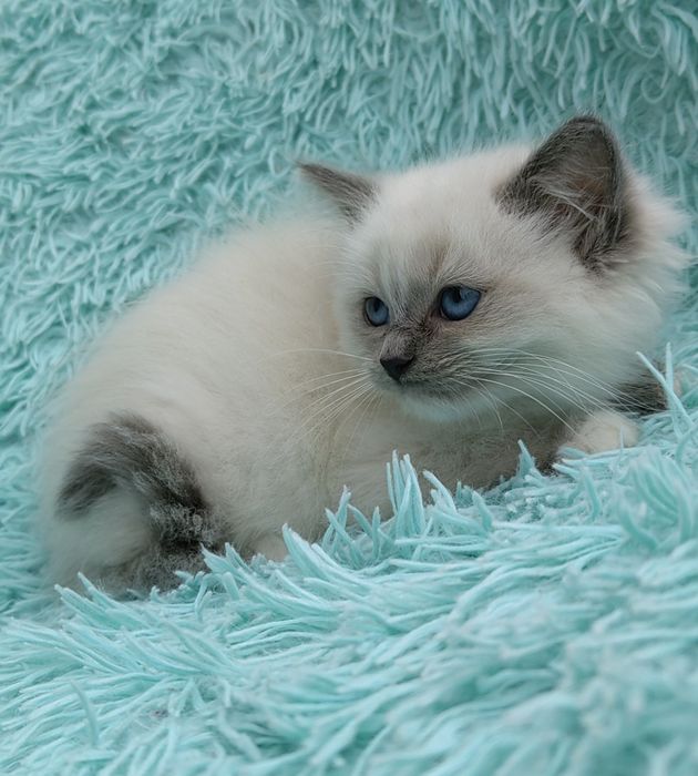 Kocurek Ragdoll     .