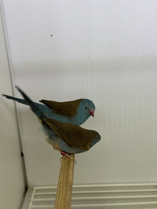 Exóticos Diamante de Sidney - Peito Celeste "Azulitos”