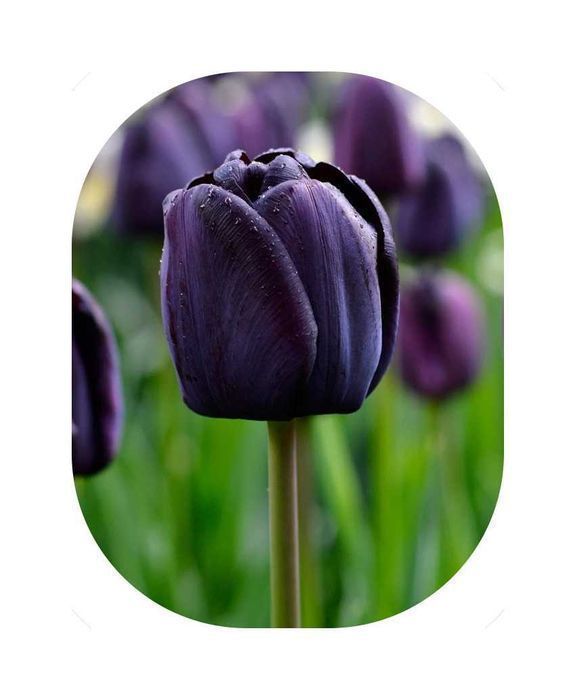 Cebulki TULIPANÓW Tulipan zestaw mix mieszanka Tulipany KWIATY