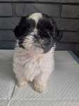 Śliczna Shih tzu z genem czekoladowym