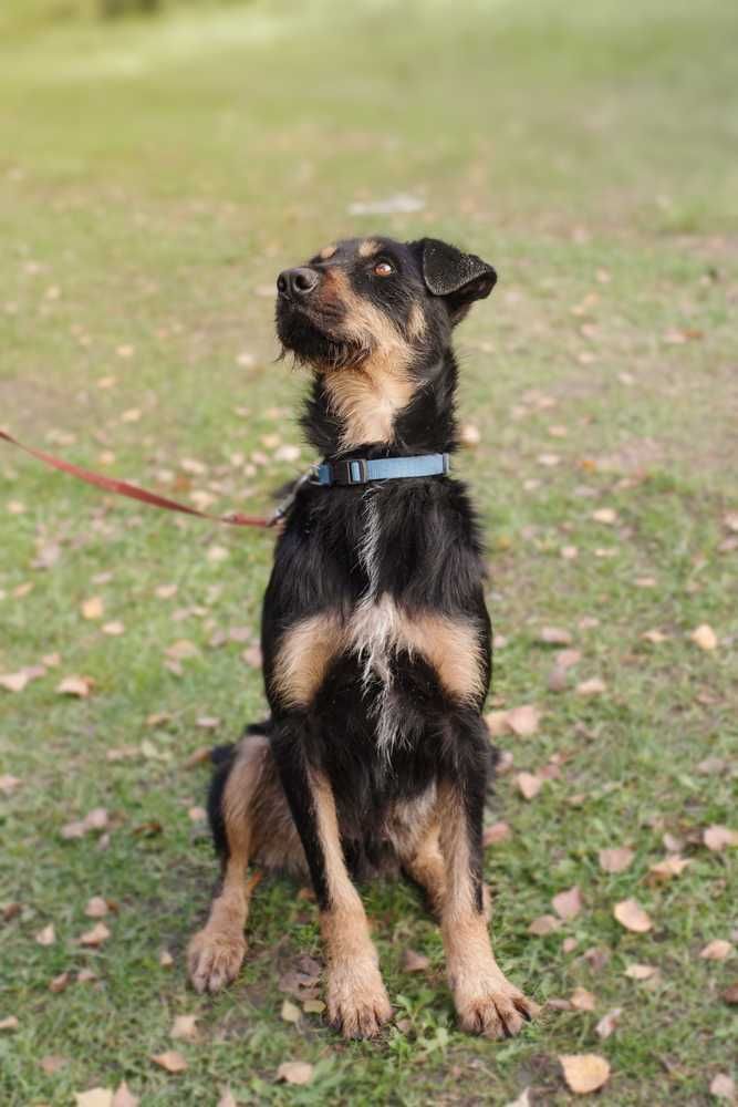 Jagdterrier  mix  Joker szuka domu-schronisko Zgierz-aktualne