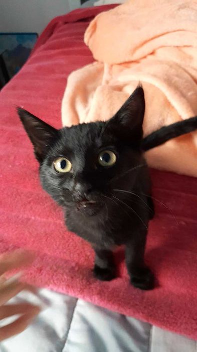 Gatinha da Sorte com 4 meses, procura uma família!