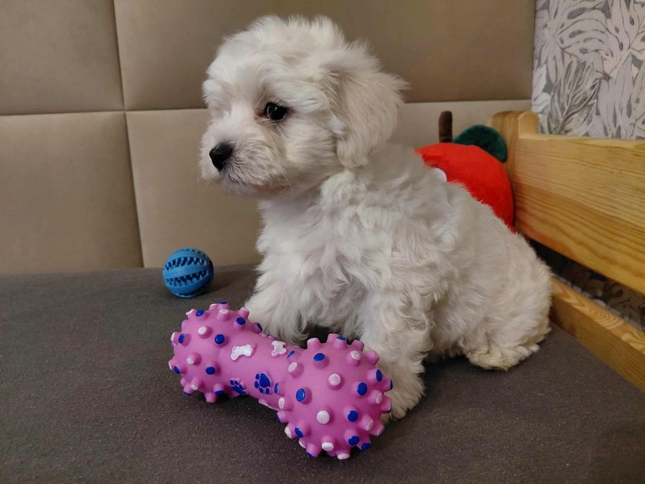 Maltipoo | Śliczny Chłopczyk
