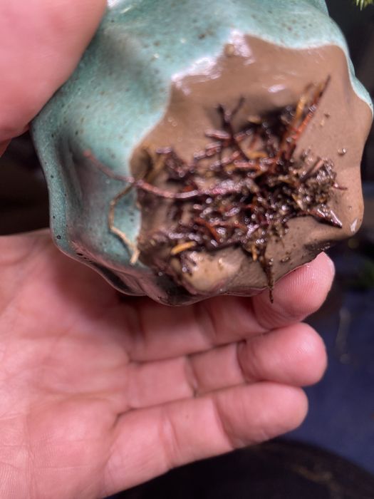 Bonsai juniperus nana