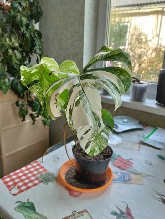 Продам монстеру ALBO VARIEGATA, АЛЬБА вариегата.